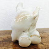 Lomonosov Baby Elephant