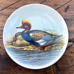 Poole Pottery Transfer Plate - John Gould - Red-Crested Duck