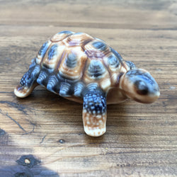 Wade The Tortoise Family - Baby Tortoise